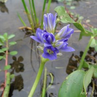 Pontederia vaginalis Burm.f.